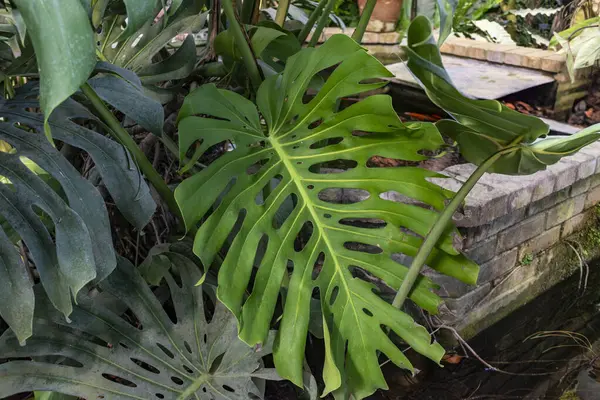 Monstera deliciosa, lezzetli meyveli sahte fildişi, araceae ailesinin bitkisi, Meksika ve Guatemala 'ya özgü.