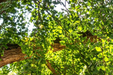 Yazın yeşil yapraklı Ginkgo biloba ağacı