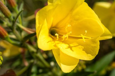 Bienal akşam çuha çiçeği, güzel yenilebilir yabani bitki, jambon aromalı kök, oenothera biennis