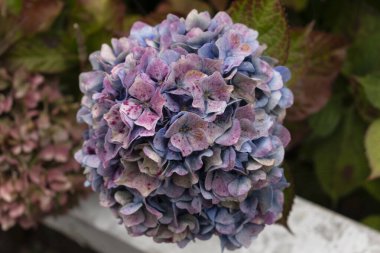 Zırhlı Kıyılarda Ortanca, Fransa 'da Britanya, Ortanca Makrofili, Hortensius