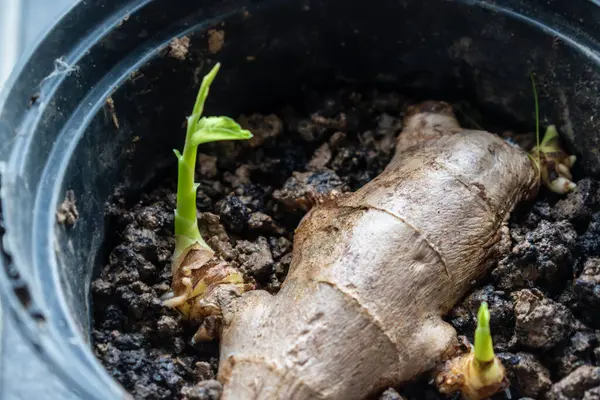 Bağışıklık sistemini güçlendirmek için zencefil filizi.