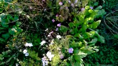 Bir ekolojik bahçenin havadan görünüşü, sebze, çiçek, kuru çit, pazı, fasulye, domates, lahana, kozmos, calendula