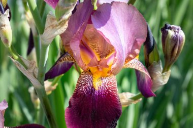 Bahçedeki göz, bahar çiçeği, iridaceae