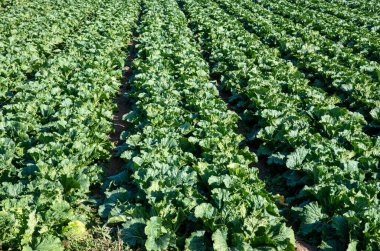 Tarlada olgunlaşan Çin lahanası.