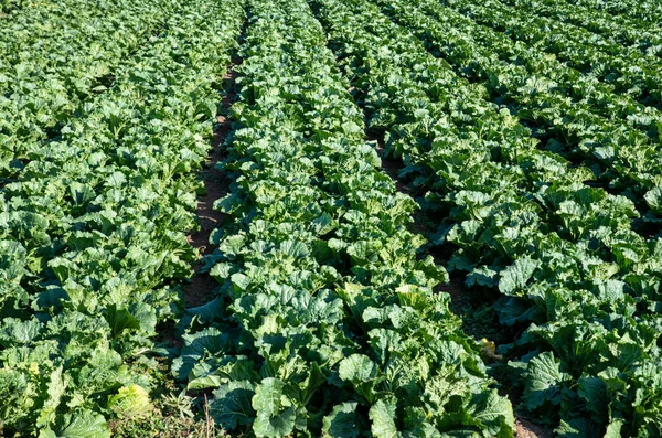 stock image Chinese cabbage ripening in a field