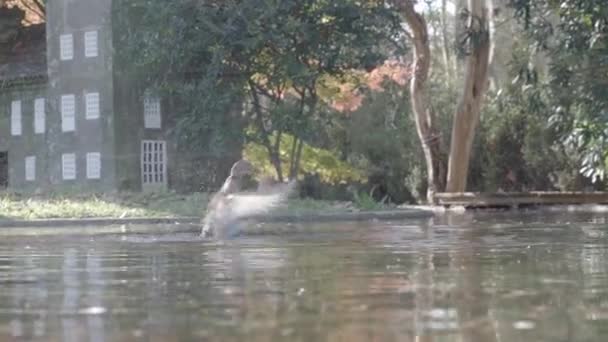 池のアヒルが立ち上がり羽を振り泳ぎ続ける — ストック動画