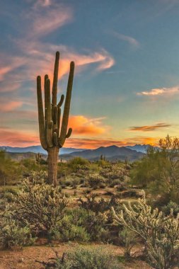 Phoenix, Arizona yakınlarındaki Sonoran Çölü 'nde Saguar kaktüsü.