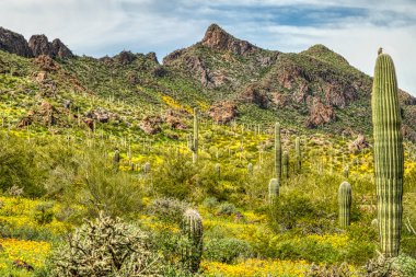 Phoenix, Arizona yakınlarındaki Picacho Tepesi Eyalet Parkı 'nda ilkbahar kır çiçekleri