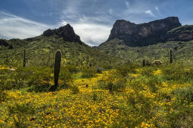 Phoenix, Arizona yakınlarındaki Picacho Tepesi Eyalet Parkı 'nda ilkbahar kır çiçekleri
