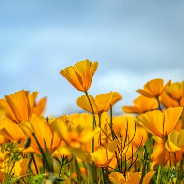Arizona 'da vahşi Meksika ve Kaliforniya gelincikleri