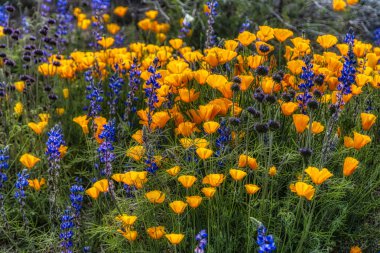 Arizona 'da vahşi Meksika ve Kaliforniya gelincikleri ve lupinleri