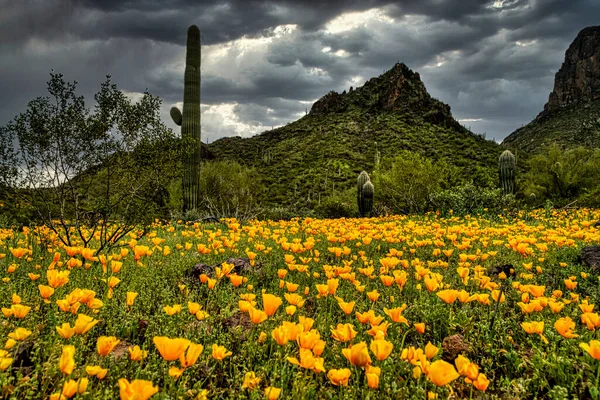 アリゾナ州フェニックス近くのピカチョピーク州立公園の春の野花 — ストック写真