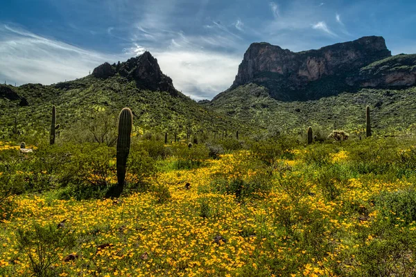 Άνοιξη Αγριολούλουδα Στο Picacho Peak State Park Κοντά Στο Φοίνιξ — Φωτογραφία Αρχείου