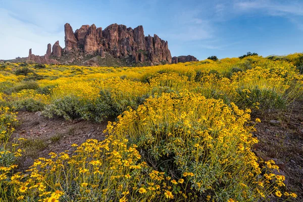 アリゾナ州フェニックス近くのブリトルブッシュと迷信の山を開花させる — ストック写真