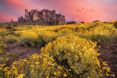 Phoenix, Arizona yakınlarındaki Blooming Brittlebush ve Batıl inanç Dağı.