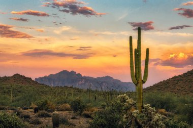 Saguar kaktüsü ve Batıl inanç dağı Phoenix, Arizona yakınlarındaki Sonora Çölü 'nde.