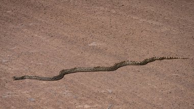 Gopher snake, also known as a bull snake, slithers across the road.                    clipart