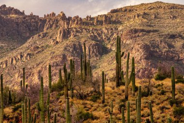 Gopher yılanı, diğer adıyla boğa yılanı, yolun karşısına geçer..                   