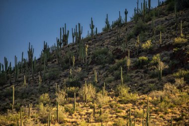 Phoenix, Arizona yakınlarındaki Sonoran Çölü ve Batıl inanç Dağı manzarası..