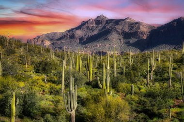 Phoenix, Arizona yakınlarındaki Sonoran Çölü ve Batıl inanç Dağı manzarası..