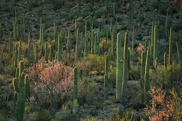 stock image A view of the Sonoran Desert and Superstition Mountain near Phoenix, Arizona.