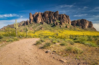 Phoenix, Arizona yakınlarındaki Blooming Brittlebush ve Batıl inanç Dağı.