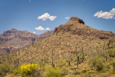 Phoenix Arizona yakınlarındaki Sonoran Çölü 'ndeki Peralta Bölgesel Parkı