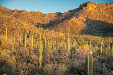 Phoenix Arizona yakınlarındaki Sonoran Çölü 'ndeki Peralta Bölgesel Parkı