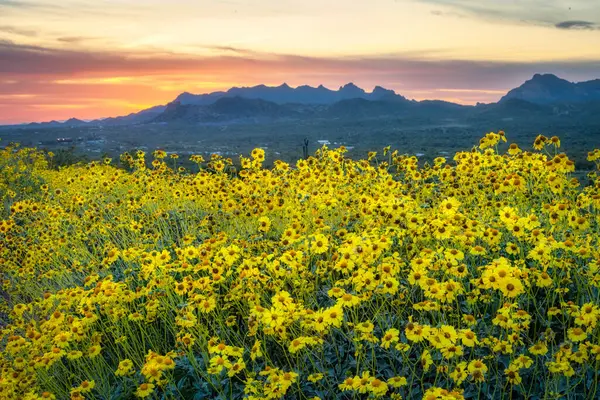 Phoenix, Arizona yakınlarındaki Sonoran Çölü 'nde bahar çiçekleri açıyor.