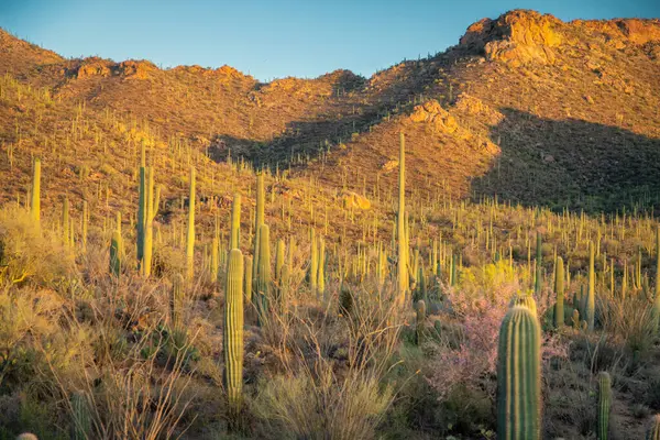 Phoenix Arizona yakınlarındaki Sonoran Çölü 'ndeki Peralta Bölgesel Parkı