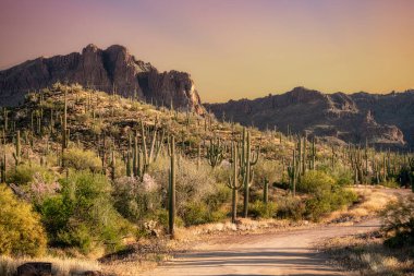 Güneş Saguaro Kaktüsü 'nde Tucson, Arizona yakınlarındaki Saguaro Ulusal Parkı' nda batıyor.,