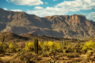Phoenix Arizona yakınlarındaki Sonoran Çölü 'ndeki Peralta Bölgesel Parkı' nda Ironwood ve Palo Verde ağaçları.