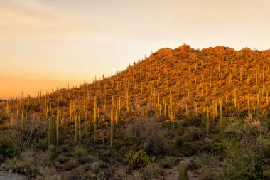 Güneş Saguaro Kaktüsü 'nde, Saguaro Kaktüsü' nde, Tucson, Arizona yakınlarındaki Saguaro Ulusal Parkında batıyor.,