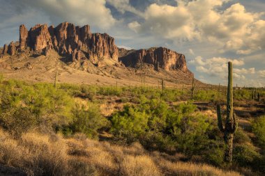 Phoenix, Arizona yakınlarındaki Blooming Brittlebush ve Batıl inanç Dağı.