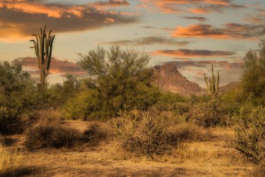 Sunsrt in the Sonoran Desert with Saguaro cactus near Phoenix, Arizona clipart