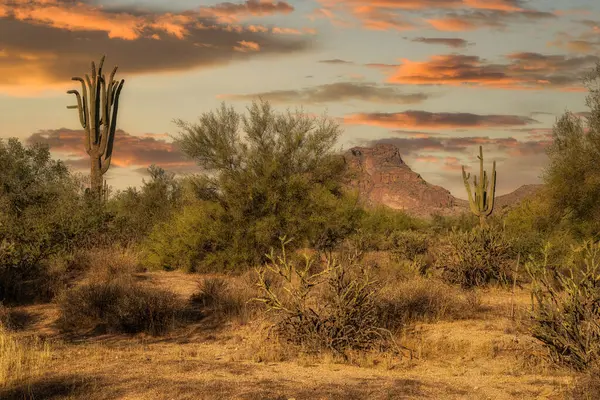 Sunsrt, Saguaro kaktüsüyle birlikte Sonoran Çölü 'nde Phoenix, Arizona yakınlarında.