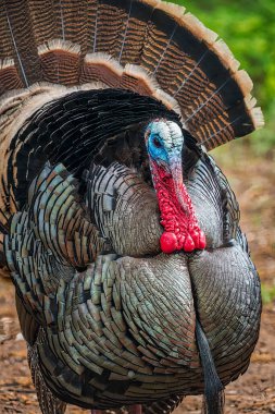Tüylerini gösteren bir Tom hindisi.