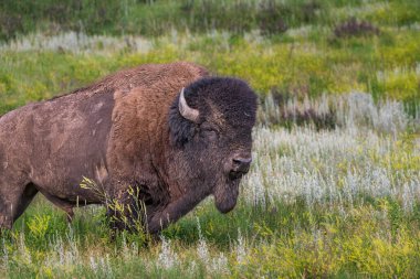 Bizonlar otlaklarında geziniyor ve yiyecek için otluyor..