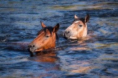 Phoenix, Arizona yakınlarındaki Sonoran Çölü 'nde Salt River vahşi atları.