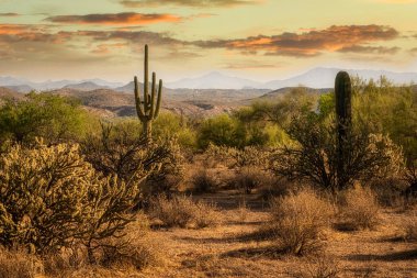 Sunsrt, Saguaro kaktüsüyle birlikte Sonoran Çölü 'nde Phoenix, Arizona yakınlarında.