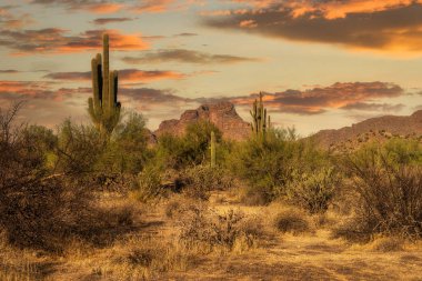 Sunsrt, Saguaro kaktüsüyle birlikte Sonoran Çölü 'nde Phoenix, Arizona yakınlarında.