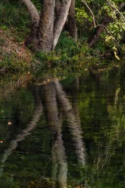 Arizona gölündeki Yeşil Ağaç yansımaları
