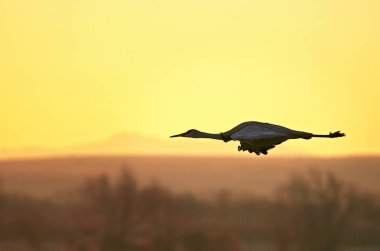 A sandhill crane at sunrise at bosque del apache in new mexico clipart