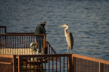 Phoenix, Arizona yakınlarındaki Sonoran Çölü 'ndeki Saguaro Gölü' ndeki balıkçı iskelesinde Büyük Mavi Balıkçıl.