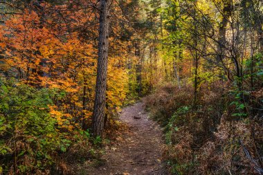 Sedona, Arizona yakınlarındaki Oak Creek Kanyonu 'ndaki Batı çatal patikasında sonbahar renkleri alnong.