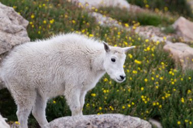 Colorado 'da dağ yamacını keşfeden genç bir dağ keçisi..