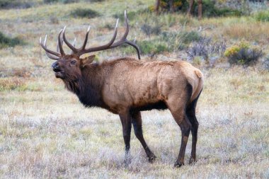 Colorado 'da Rocky Dağı Ulusal Parkı' nda geyik borazanı ötüyor..