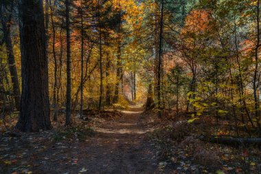 Sedona, Arizona yakınlarındaki Oak Creek Kanyonu 'ndaki Batı çatal patikasında sonbahar renkleri alnong.
