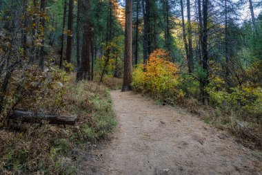 Sedona, Arizona yakınlarındaki Oak Creek Kanyonu 'ndaki Batı çatal patikasında sonbahar renkleri alnong.