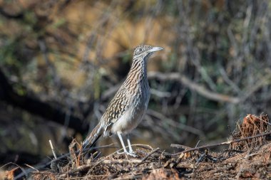 Arizona, Phonix yakınlarındaki Sonoran Çölü 'nde bir kadın roadrunner..
